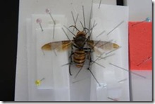 clip_image002[8]