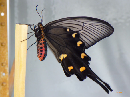科学同好会の活動写真