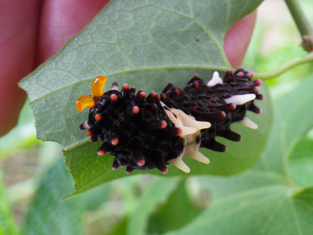 科学同好会の活動写真