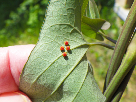 科学同好会の活動写真